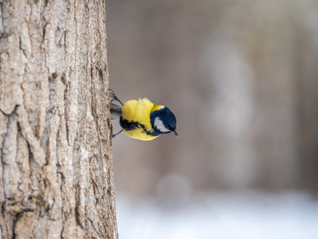 A tit is looking for food on a tree trunk. Great tit, Parus major, on tree trunk in search of food in autumn or winter.の写真素材