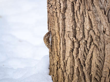 Little bird Eurasian treecreeper crawling on a tree. Cute interesting forest bird Treecreeper. Nature background. The Eurasian treecreeper or common treecreeper, lat. erthia familiarisの写真素材