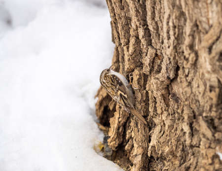 Little bird Eurasian treecreeper crawling on a tree. Cute interesting forest bird Treecreeper. Nature background. The Eurasian treecreeper or common treecreeper, lat. erthia familiarisの写真素材
