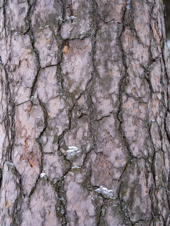 Old wood bark texture or background. Red pine tree.の写真素材