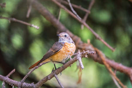 The common redstart female, Phoenicurus phoenicurus, is photographed in close-up sitting on a branch against a blurred background. Soft evening lightの写真素材