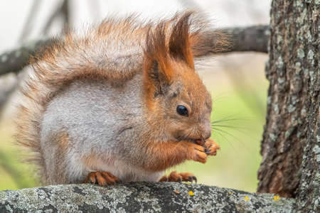 The squirrel with nut sits on a branches in the spring or summer. Eurasian red squirrel, Sciurus vulgarisの写真素材