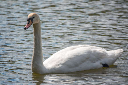 A graceful white swan swimming on a lake with dark green water. The white swan is reflected in the water. The mute swan, Cygnus olorの写真素材