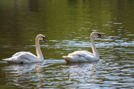 Two graceful white swans swim in the dark water. The mute swan, Cygnus olorの写真素材