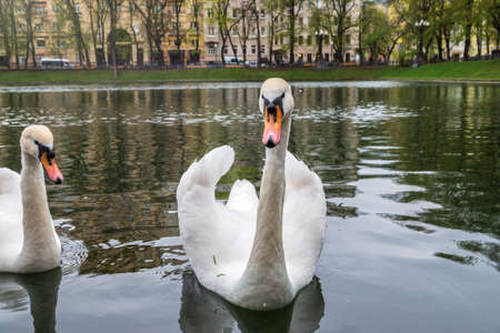 Two graceful white swans swim in the pond in city park. The mute swan, Cygnus olorの写真素材