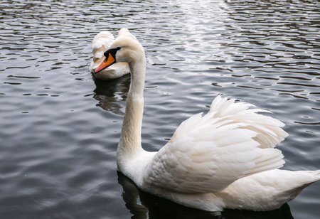 Two graceful white swans swim in the dark water. The mute swan, Cygnus olorの写真素材