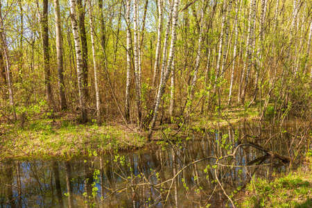 Spring view of the park Serebryany Bor in Moscow. A lake with trees on the shores in spring.の写真素材