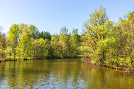 Spring view of the park Serebryany Bor in Moscow. A lake with trees on the shores in spring.の写真素材