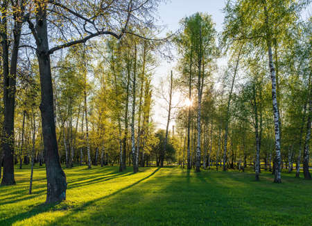 The sun through the trees in the spring park. Beautiful park in spring with bright sun shining through the trees Sun shining through tree.の写真素材