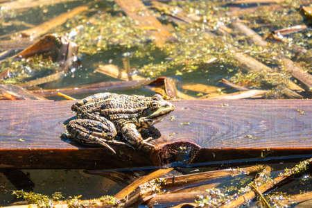 A large green frog with puffy cheeks sits in the marsh.の写真素材