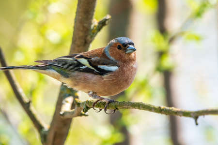 Common chaffinch sits on a branch in spring on green background. Beautiful songbird Common chaffinch in wildlife. The common chaffinch or simply the chaffinch, latin name Fringilla coelebs.の写真素材