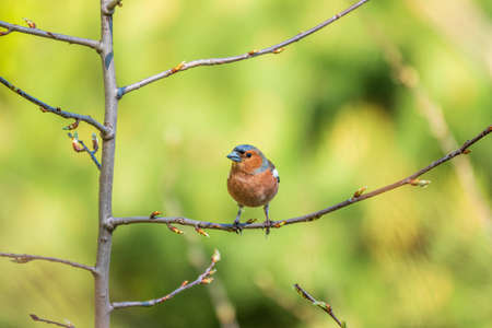 Common chaffinch sits on a branch in spring on green background. Beautiful songbird Common chaffinch in wildlife. The common chaffinch or simply the chaffinch, latin name Fringilla coelebs.の写真素材