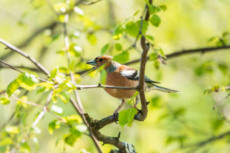 Common chaffinch sits on a branch in spring on green background. Beautiful songbird Common chaffinch in wildlife. The common chaffinch or simply the chaffinch, latin name Fringilla coelebs.の写真素材