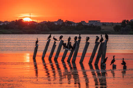 Beautiful red and orange sunset over sea, the sun goes down over sea. Dramatic Sunset Sky. A flock of cormorants sits on old sea pier in orange sunset light. The great cormorant, Phalacrocorax carboの写真素材