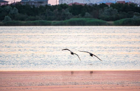 Black Cormorant flying over the sea in beautiful pink sunset. The great cormorant, Phalacrocorax carbo, known as the great black cormorant, or the black shag.の写真素材