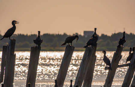 A flock of cormorants sits on a old sea pier in orange sunset light. The great cormorant, Phalacrocorax carbo, known as the great black cormorant, or the black shag.の写真素材