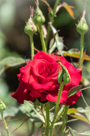 Beautiful red rose flower on a green blurred background. Red rose, garden red rose with blur background,の写真素材