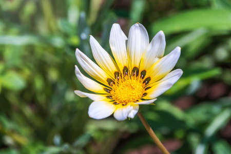 White garden flower Arctotis or Osteospermum with blurry background. White daisybushes, or african daisy. White Osteospermum with yellow centerの写真素材