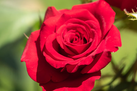 Beautiful red rose flower on a green blurred background. Red rose, garden red rose with blur background,の写真素材