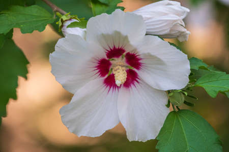 White flowers of Hibiscus grandiflorus, the swamp rosemallow. Close-up of a crimsoneyed rosemallow flowerの写真素材