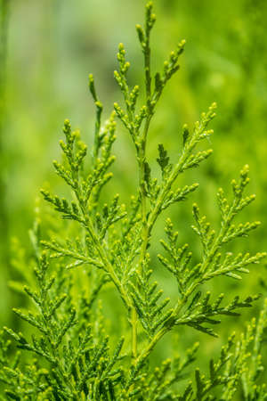 Green branches and young leaves of a thuja tree. Background image.の写真素材