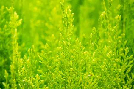 Green branches and young leaves of a thuja tree. Background image.の写真素材