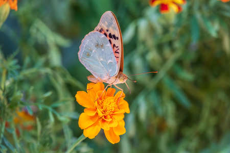 The dark green fritillary butterfly collects nectar on flower. Speyeria aglaja, previously known as Argynnis aglaja is a species of butterfly in the family Nymphalidae.の写真素材