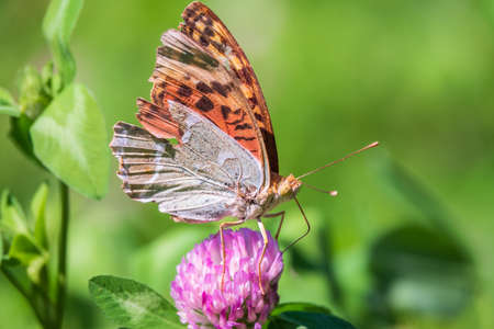 The dark green fritillary butterfly collects nectar on flower. Speyeria aglaja, previously known as Argynnis aglaja is a species of butterfly in the family Nymphalidae.の写真素材