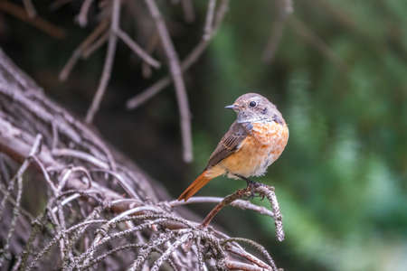 The common redstart female, Phoenicurus phoenicurus, is photographed in close-up sitting on a branch against a blurred background. Soft evening lightの写真素材