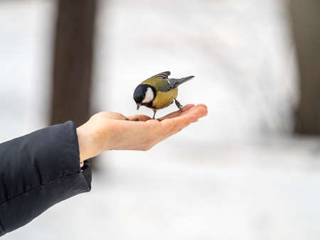 Girl feeds a tit from a palm. A bird sits on a woman's hand and eats seeds. Hungry bird eating seeds from a hand during winter or autumn. Caring for animals in winter or autumn.の写真素材