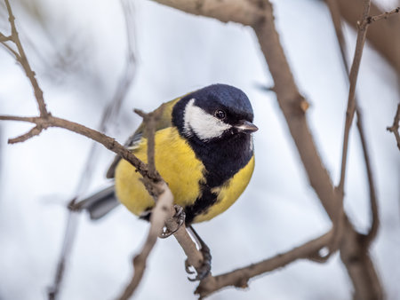 Cute bird Great tit, songbird sitting on a branch without leaves in the autumn or winter. Parus majorの写真素材