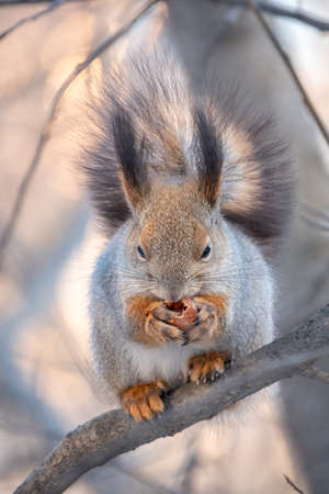 The squirrel with nut sits on tree in the winter or late autumn. Eurasian red squirrel, Sciurus vulgaris.の写真素材