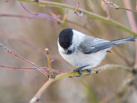 Cute bird The willow tit, song bird sitting on a branch without leaves in the winter. Willow tit perching on tree in winter. The willow tit, lat. Poecile montanus.の写真素材