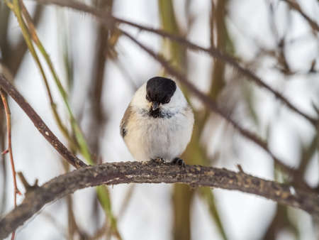 Cute bird The willow tit, song bird sitting on a branch without leaves in the winter. Willow tit perching on tree in winter. The willow tit, lat. Poecile montanus.の写真素材