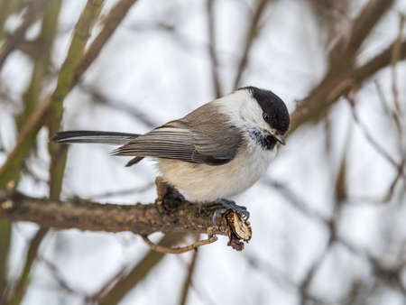 Cute bird The willow tit, song bird sitting on a branch without leaves in the winter. Willow tit perching on tree in winter. The willow tit, lat. Poecile montanus.の写真素材