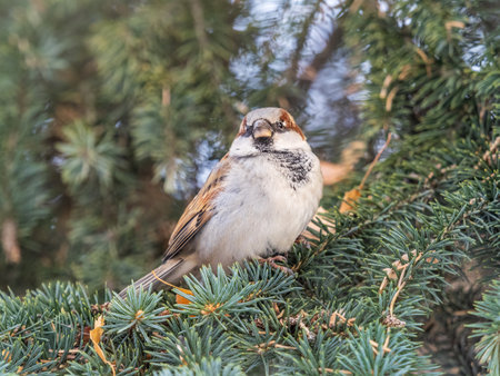 Sparrow sits on a fir branch in the sunset light. Sparrow on a branch in the autumn or winterの写真素材