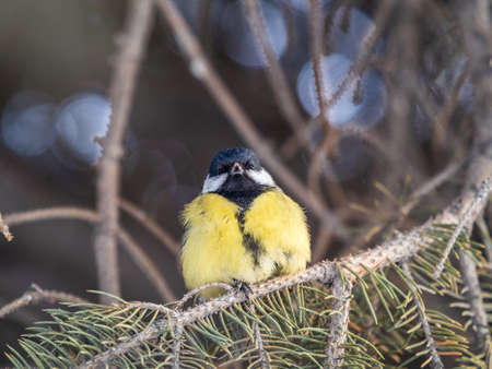 Cute bird Great tit, songbird sitting on the nice fir branch. Parus majorの写真素材