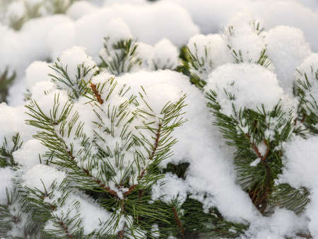 Green young pine trees covered in white snow. Winter natural background.の写真素材