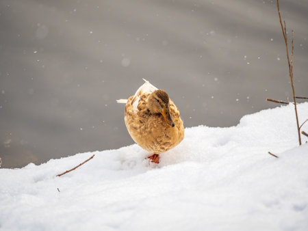 Yellow colored Mallard female Duck on the white snow background. Animal polymorphism. Portrait of a female of duck on the snow. Mallard, lat. Anas platyrhynchos, femaleの写真素材