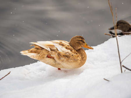 Yellow colored Mallard female Duck on the white snow background. Animal polymorphism. Portrait of a female of duck on the snow. Mallard, lat. Anas platyrhynchos, femaleの写真素材