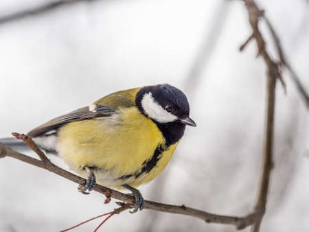Cute bird Great tit, songbird sitting on a branch without leaves in the autumn or winter. Parus majorの写真素材