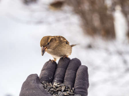 Sparrow eats seeds from a man's hand. A Sparrow bird sitting on the hand and eating nuts.の写真素材