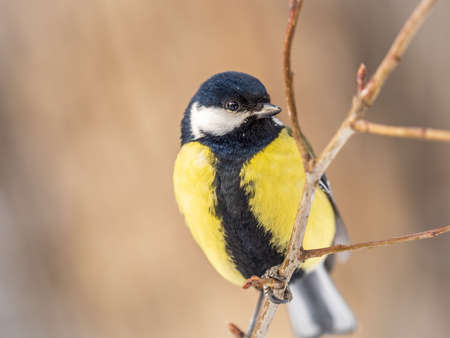 Cute bird Great tit, songbird sitting on a branch without leaves in the autumn or winter. Parus majorの写真素材