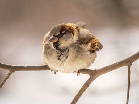 Sparrow sits on a branch without leaves. Sparrow on a branch in the autumn or winterの写真素材