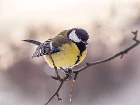 Cute bird Great tit, songbird sitting on a branch without leaves in the autumn or winter. Parus majorの写真素材