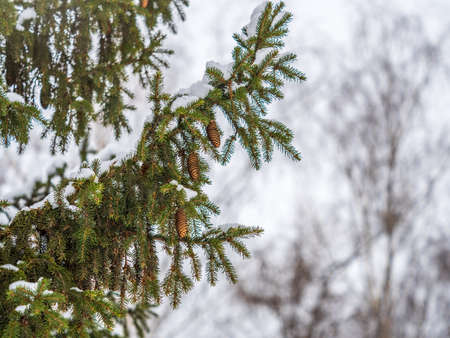 Green spruce branches in winter with cones covered with snow. Branches of fir tree as background, closeup. Christmas backgroundの写真素材