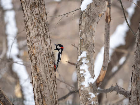 Little woodpecker sits on a tree trunk. A woodpecker obtains food on a large tree with snow in winter The great spotted woodpecker, Dendrocopos majorの写真素材