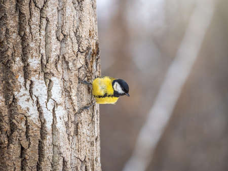 A tit is looking for food on a tree trunk. Great tit, Parus major, on tree trunk in search of food in autumn or winter.の写真素材