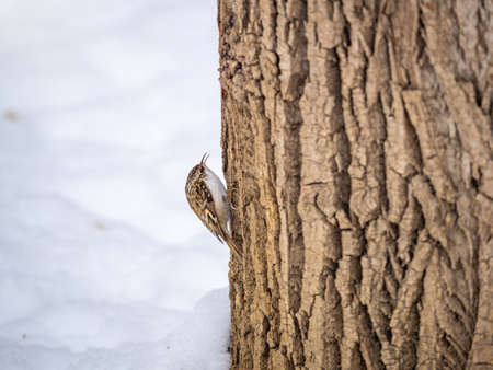 Little bird Eurasian treecreeper crawling on a tree. Cute interesting forest bird Treecreeper. Nature background. The Eurasian treecreeper or common treecreeper, lat. erthia familiarisの写真素材
