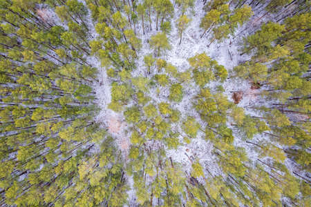 Aerial view of a winter pine forest. Top view of snow-covered pine trees. Beautiful winter forest landscape. Coniferous forest panorama. Picturesque northern nature.の写真素材